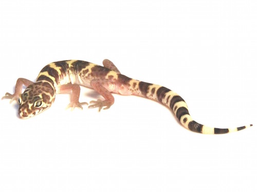 Texas Banded Gecko For Sale, Baby Texas Banded Gecko For Sale, Texas Banded Gecko For Sale Near Me, Texas Banded Gecko For Sale Cheap, Texas Banded Gecko For Sale Uk,Texas Banded Gecko For Sale Canada, Texas Banded Gecko For Sale Canada, How Much Do Texas Banded Gecko Cost?